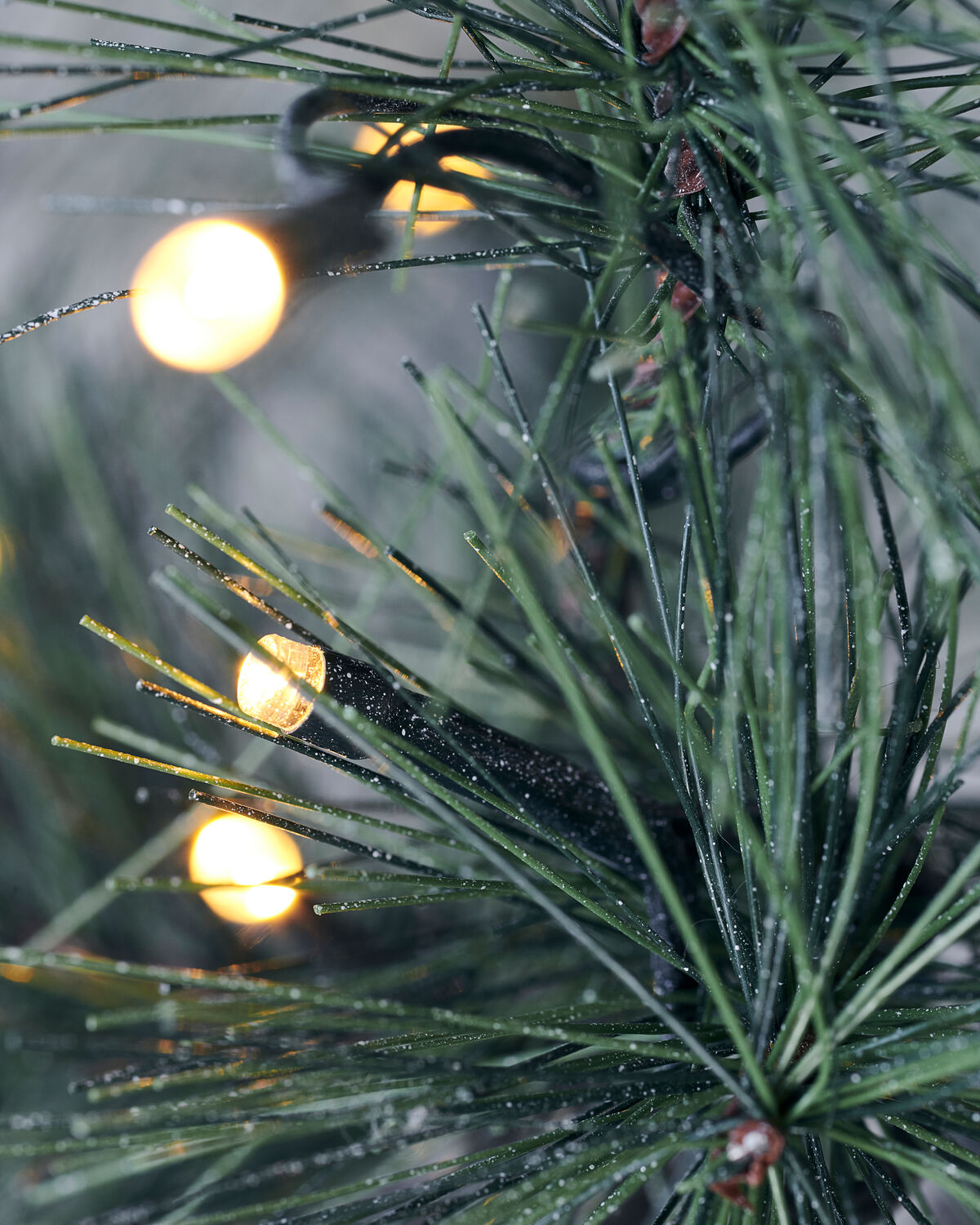 Julgran, HDPeuce, Natur