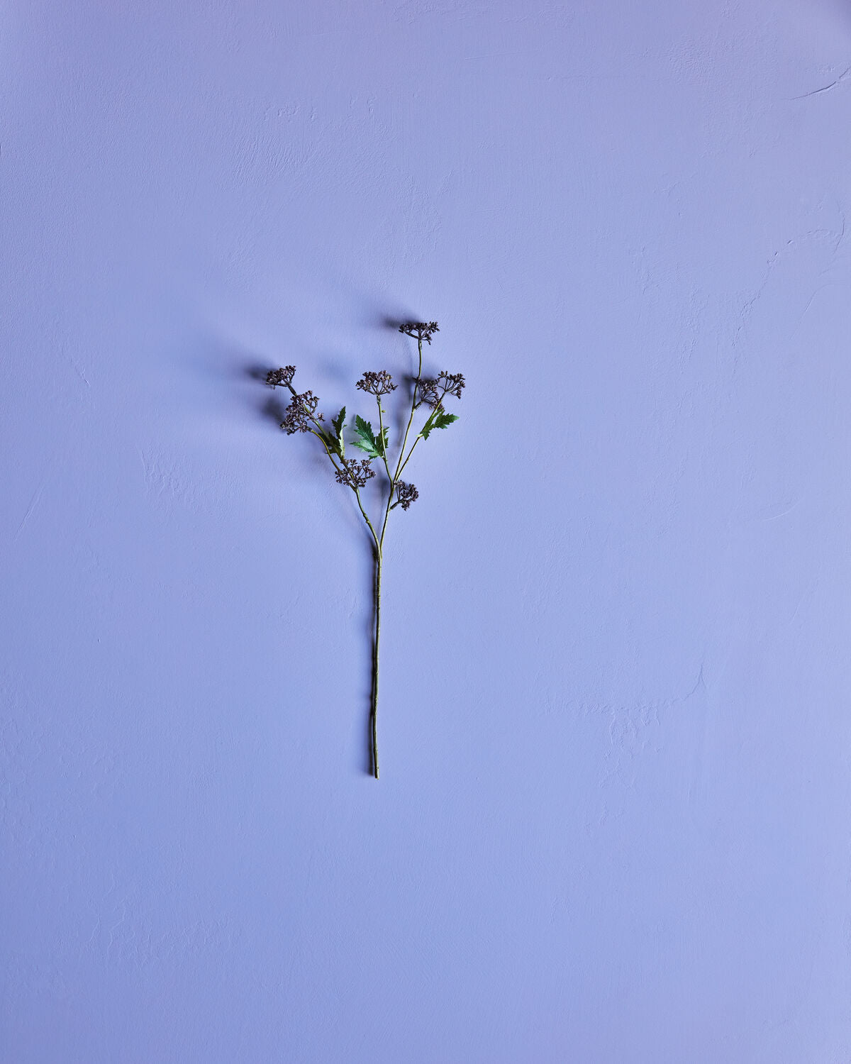 Artificial branch, HDMeadow, Bordeaux