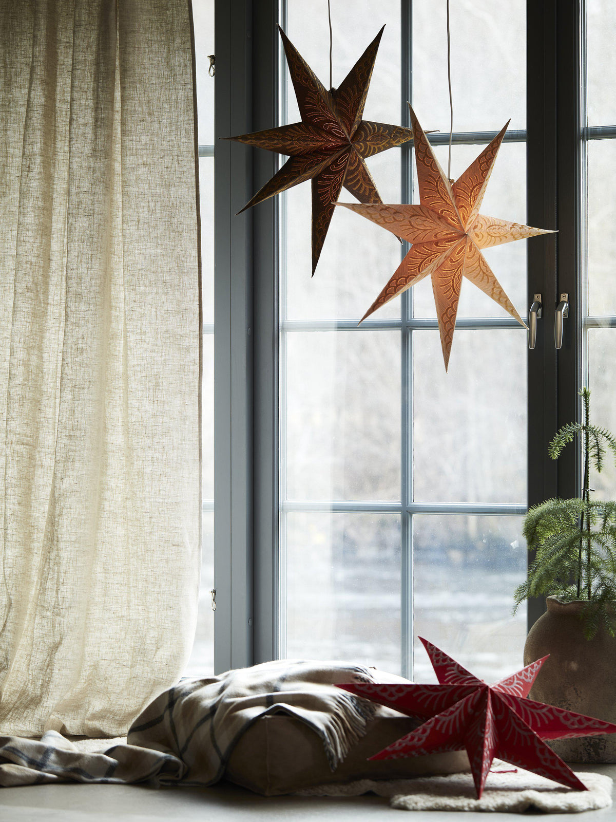 Celeste Star – Golden sand 60 cm