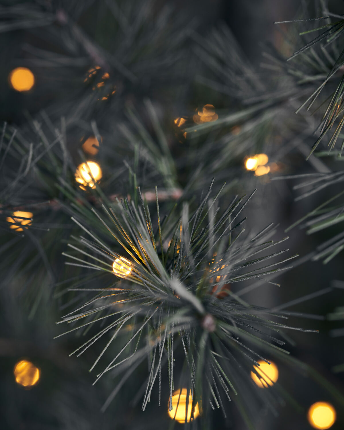Julgran, HDPin, Natur