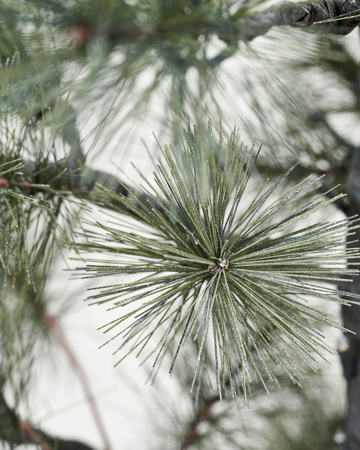 Julgran, HDPeuce, Natur