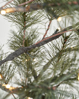 Julgran, HDPeuce, Natur