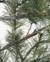 Julgran, HDPeuce, Natur