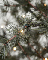 Julgran, HDPin, Natur