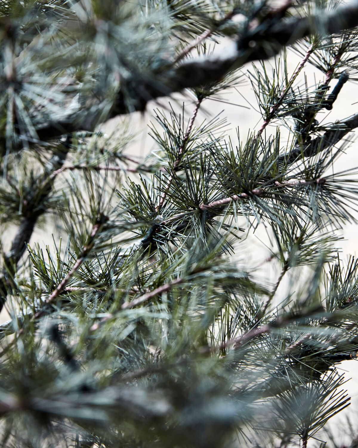 Julgran, HDPin, Natur