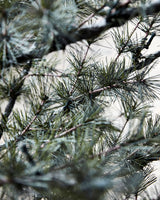 Julgran, HDPin, Natur
