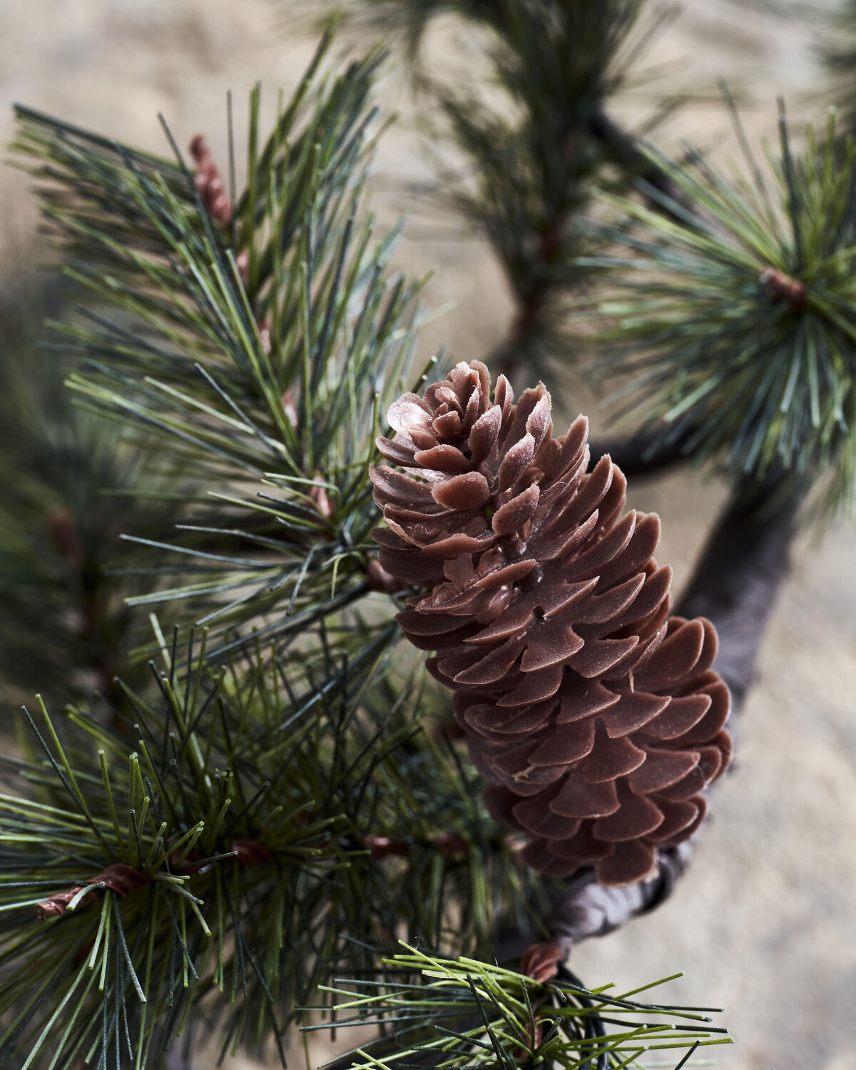 Julgren, HDPeuce, Natur