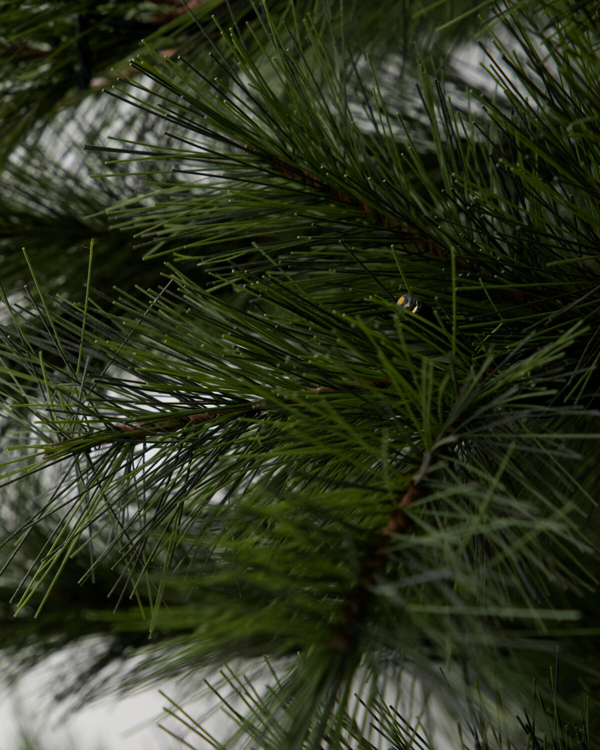 Julgran, HDPeuce, Natur