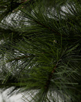 Julgran, HDPeuce, Natur