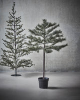 Julgran, HDPeuce, Natur