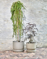 Blomkruka, HDPepple, Sand