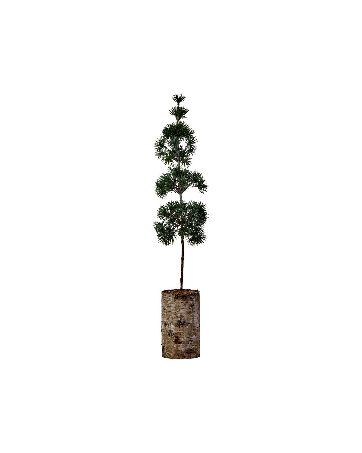 Julgran, HDPine, Grön